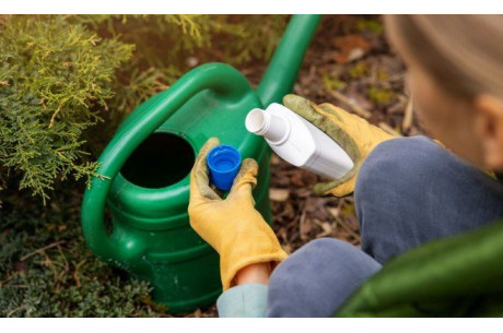 Чем подкормить хвойные: важность удобрений и правильный уход