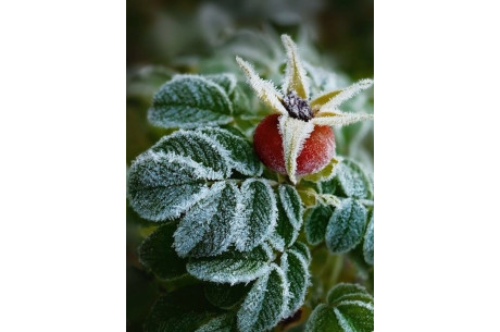 Поздняя весна: чем грозит и как обезопасить урожай