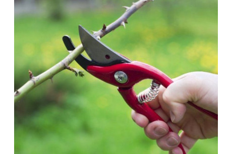 Зачем обрабатывать сад весной 