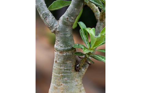 Прививка плодовых деревьев весной