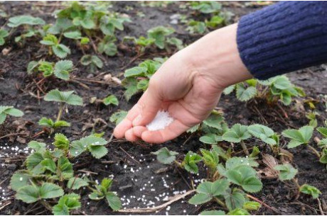 Чем подкормить клубнику весной