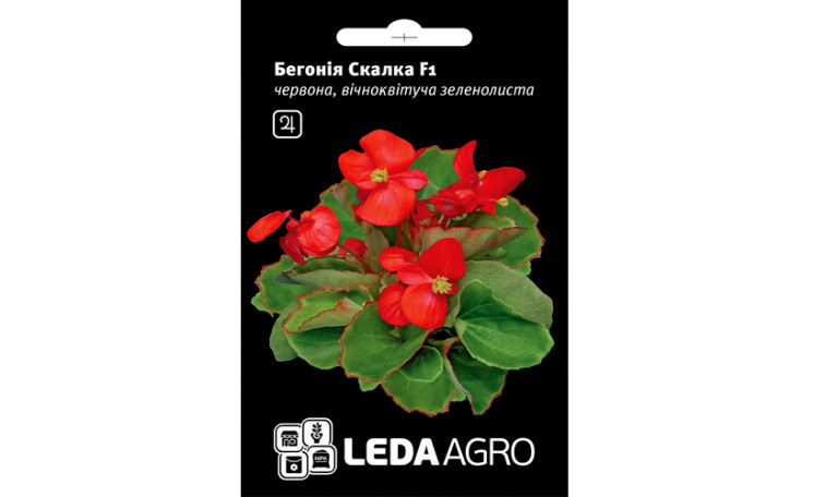 Бегония "Скалка" (Leda Agro)	