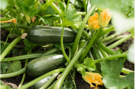 Как сажать кабачки семенами: пошаговая инструкция для начинающих