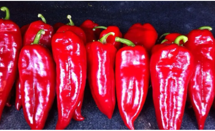 Перец "Капстар" (BT TOHUM)