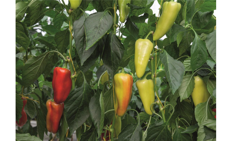 Перец "Дон F1" (Bejo)