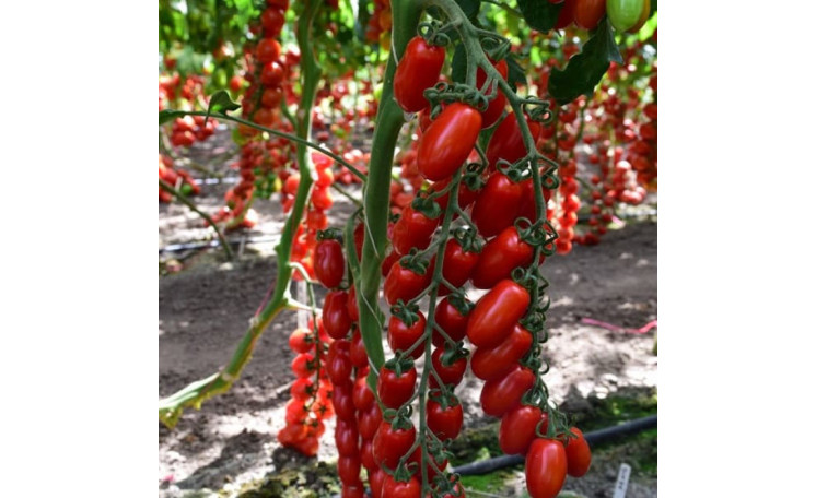 Томат "ЕС 51076 F1" (Ergon seed)