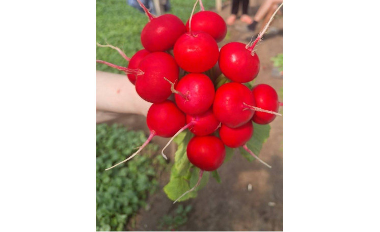 Редис Донато F1 (Hazera)