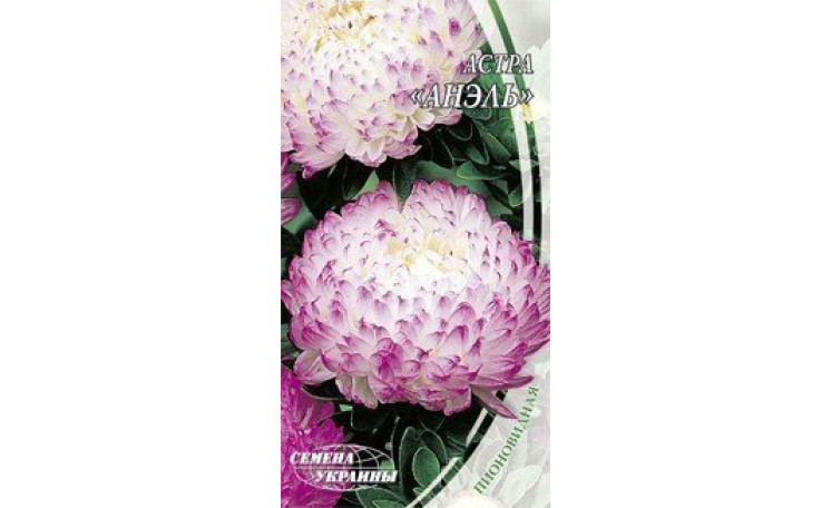 Астра пионовидная  Анэль Семена Украины