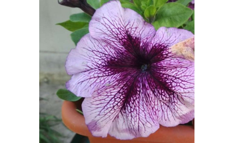 Петуния крупноцветковая Виртуоз Blueberry