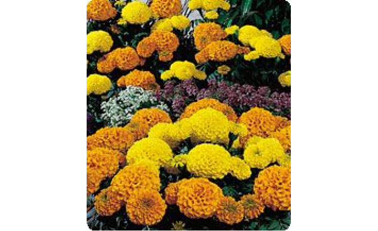 Бархатцы американские Чикаго Formula Mixed