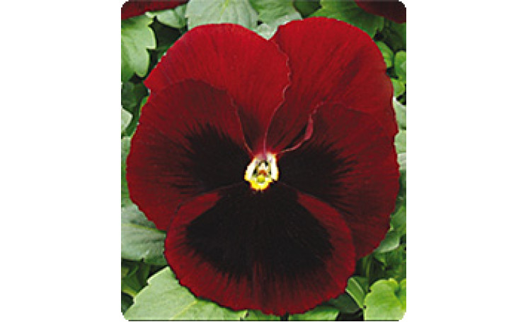 Фиалка Династия Red Blotch