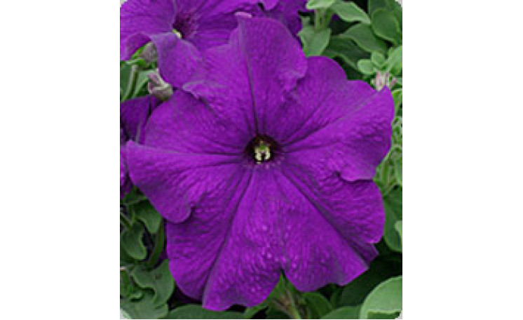 Петуния крупноцветковая Виртуоз Blue