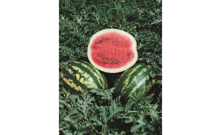 Арбуз "Кримсон Свит F1" (Moravoseed)