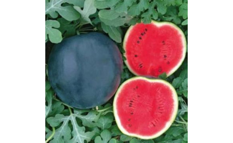 Арбуз "Маниса F1" (Yuksel)