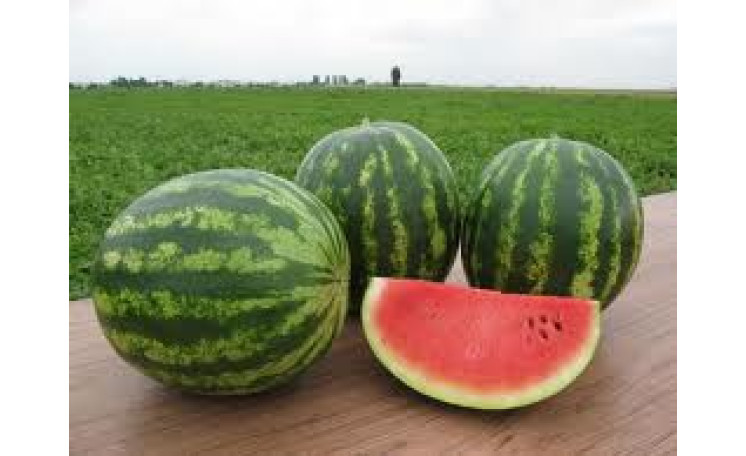 Арбуз "Трофи F1" (Nunhems)