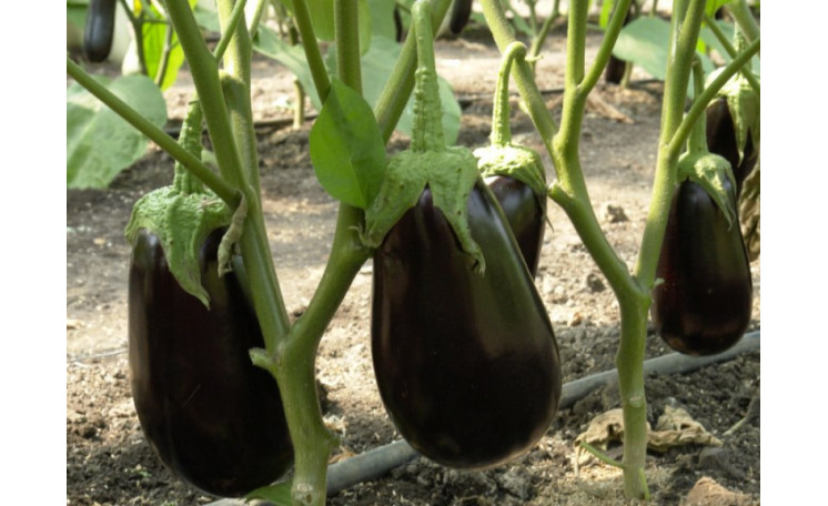 Баклажан "Красан F1" (Semo)