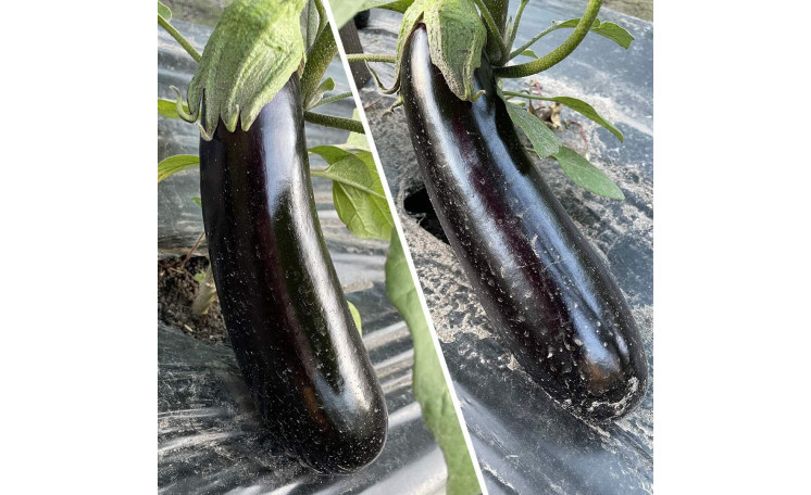 Баклажан "Мила F1" (Spark Seeds)