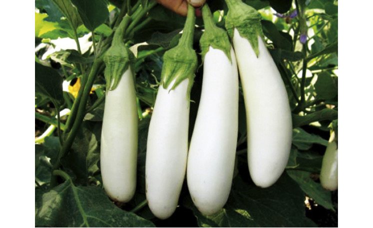 Баклажан "Моби Дик F1" (Erste Zaden)