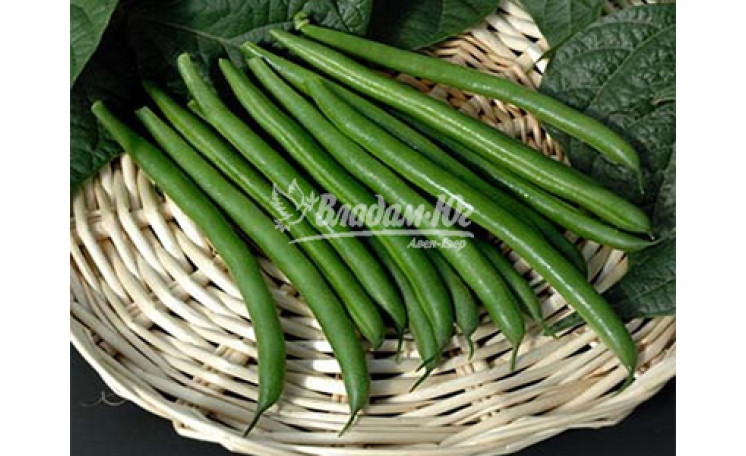 Фасоль "Бурмен Burmen" (Erste Zaden)