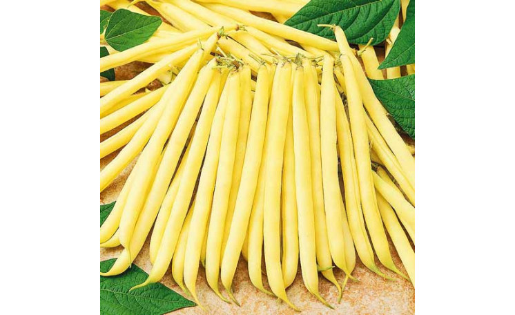 Фасоль "Фруидор" (Clause)