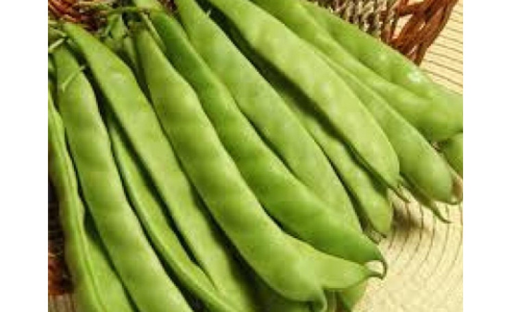 Фасоль "Джина" (May Seed)