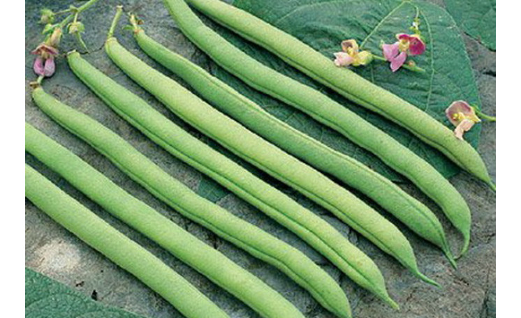 Фасоль "Серенгети" (Syngenta)