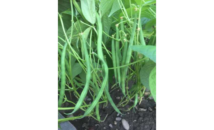 Спаржевая фасоль Вера (Innova Seeds)