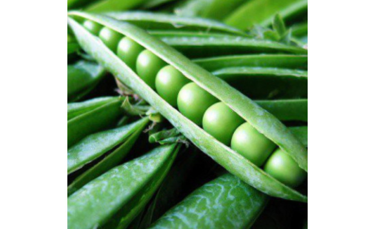 Горох Преладо (Nasko)