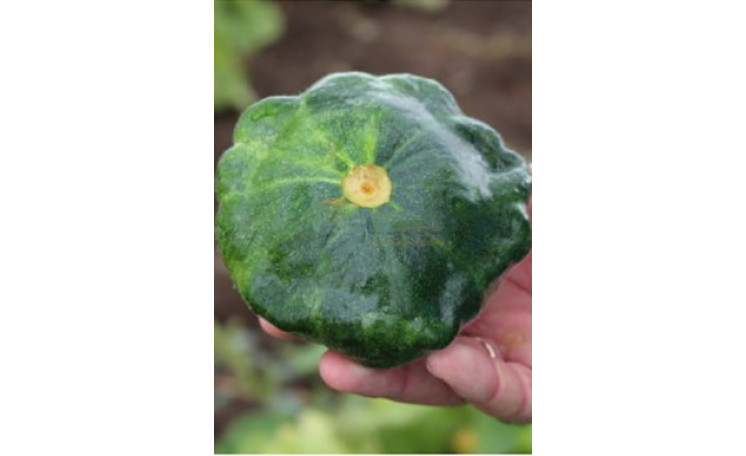 Патисcон "Старшип F1" (Syngenta)