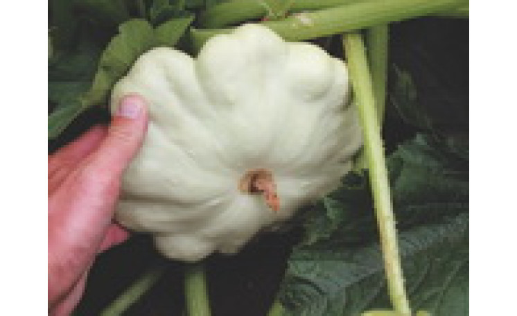 Патисcон "Деликатес" (Semo)