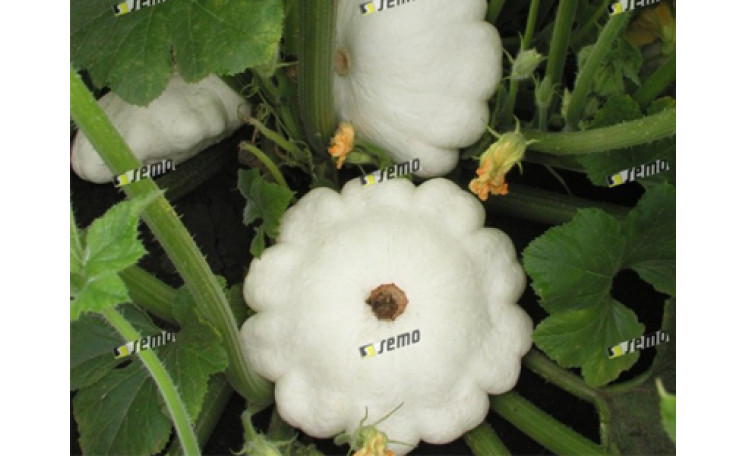 Патисcон "Патинова" (Semo)