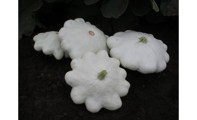 Патисcон "Сноудиск F1" (Semo)