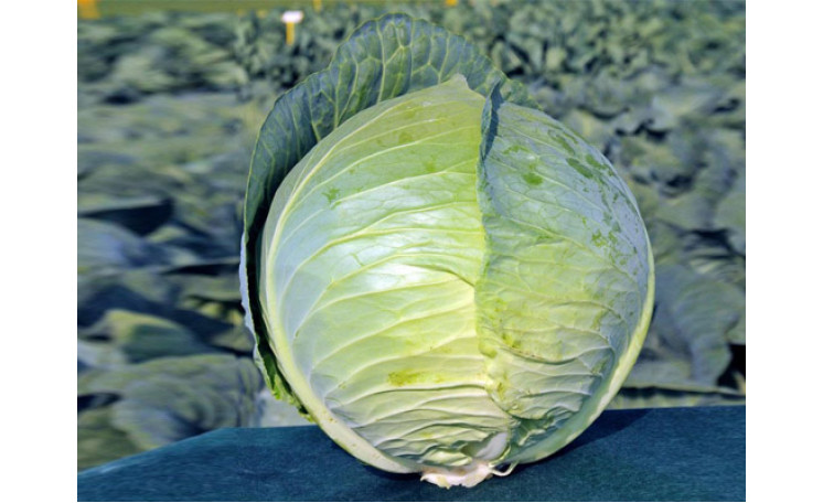 Белокочанная капуста "Кебтон F1" (Bejo)