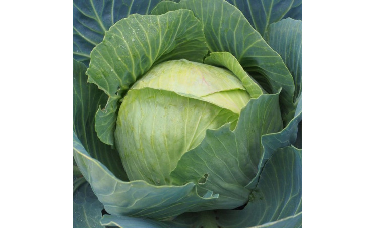 Белокочанная капуста "Кабинет F1" (Moravoseed)