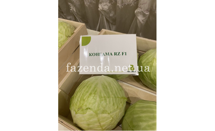 Белокочанная капуста "Конгама F1" (Rijk Zwaan)