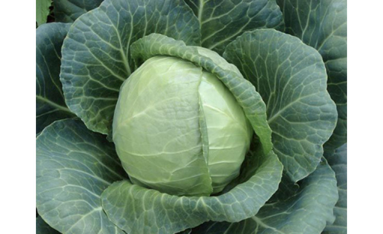 Белокочанная капуста "Сунта F1" (Takii Seeds)