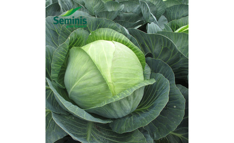 Белокочанная капуста "СВ 3404 F1" (Seminis)