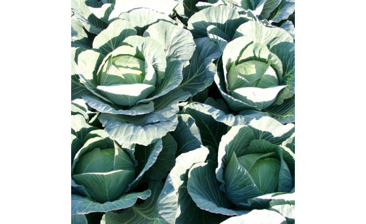 Белокочанная капуста "Джинтама F1" (Rijk Zwaan)