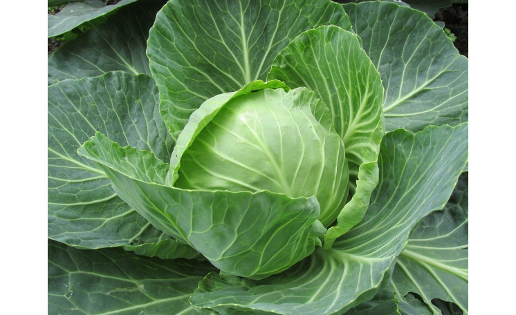 Белокочанная капуста "Заказ F1" (Seminis)