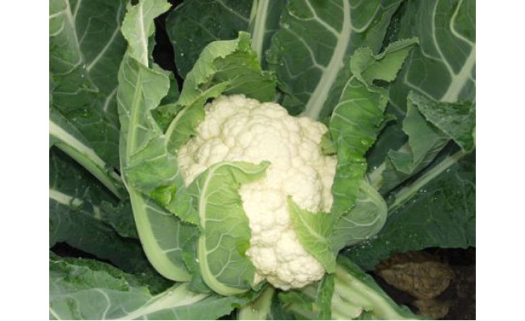 Капуста цветная "Униботра" (Satimex)