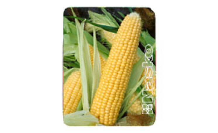 Кукуруза Наско Зеа 75/26 F1 (Nasko)