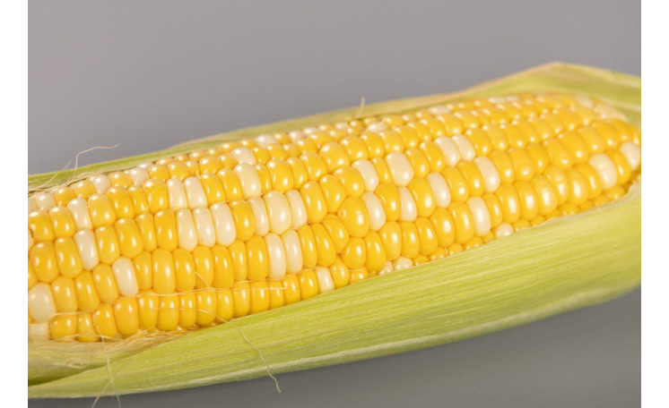 Кукуруза "Палитра F1" (Мнагор)