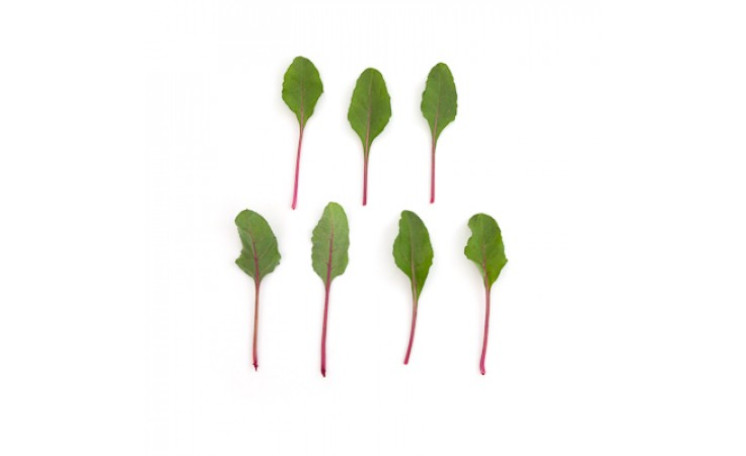 Мангольд "Чарли" (Rijk Zwaan)