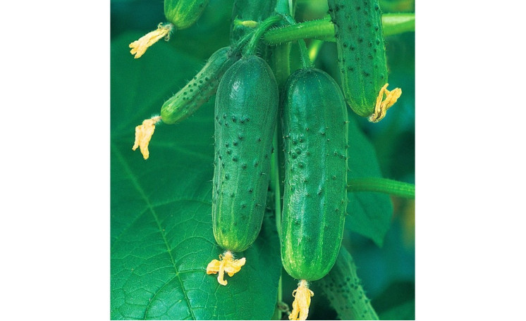 Огурец "Щелкунчик F1" (Элитный ряд)