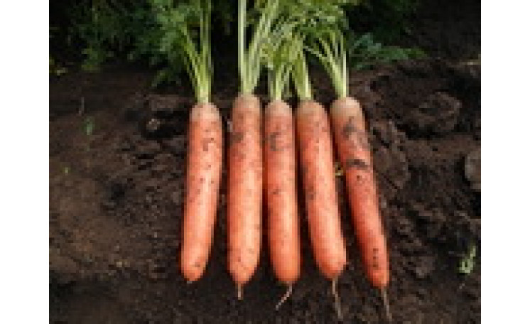 Морковь "Калибра F1" (Agri Saaten)
