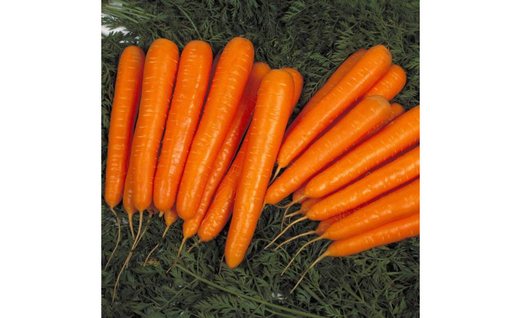 Морковь "Лагуна F1" (Nunhems)