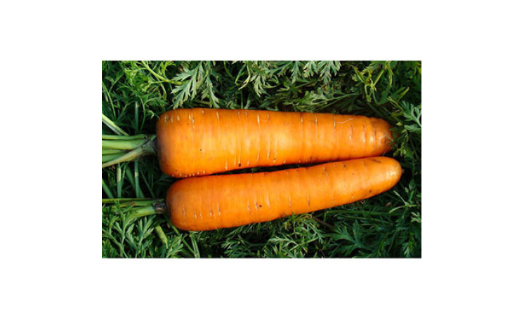 Морковь Шантане Ред Кор (Leda Agro)