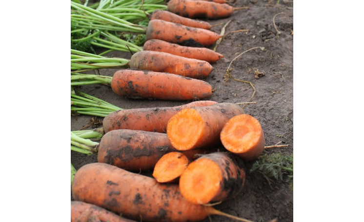 Морковь "Нью Курода" (Asia Seed)