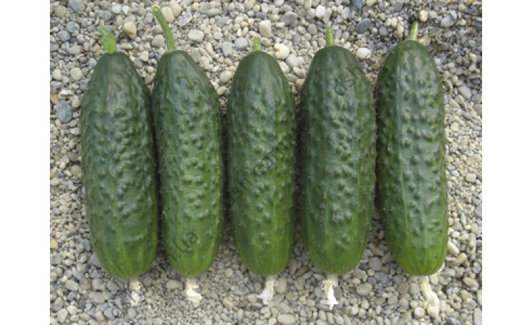 Огурец Младший лейтенант F1 (Элитный ряд)