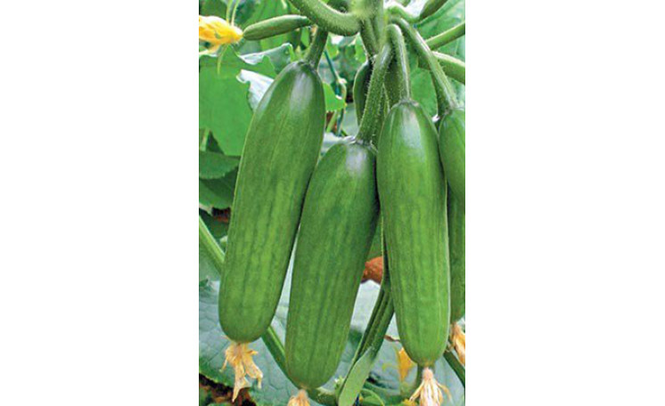 Огурец "Супер Бейби F1" (Yuksel) 